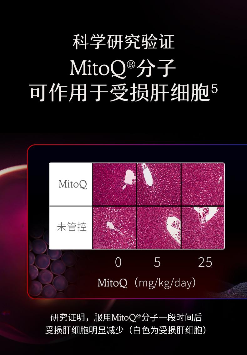 MitoQ进口护肝奶蓟水飞蓟胆碱q10熬夜加班喝酒60粒进口保健品